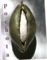 POCHOTA FANZINE 1