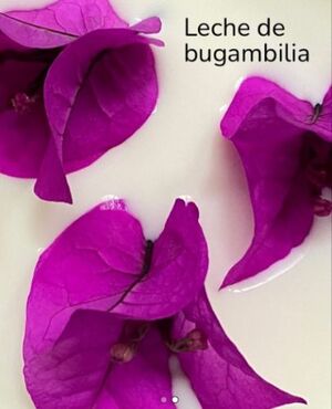 LECHE DE BUGAMBILIA